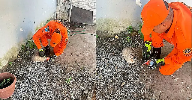 Gato fica com cabeça presa em lata e é resgatado pelo Bombeiro