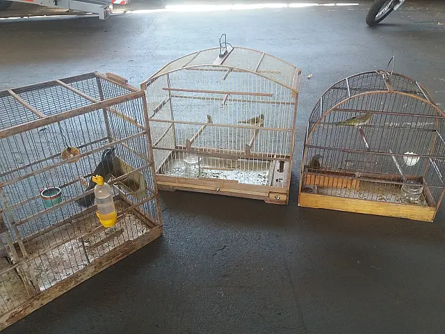 Aves canário-da-terra e trinca-ferro viviam ilegalmente em cativeiro em Cassilândia