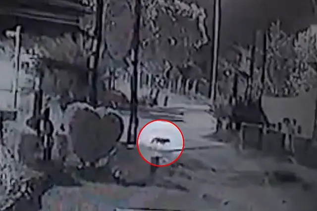 Onça é flagrada atravessando avenida em Corumbá (vídeo)