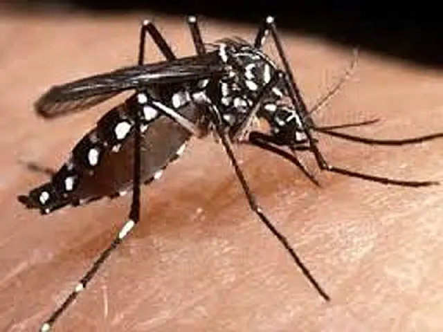 População de Aquidauana deve ficar atenta à febre chikungunya