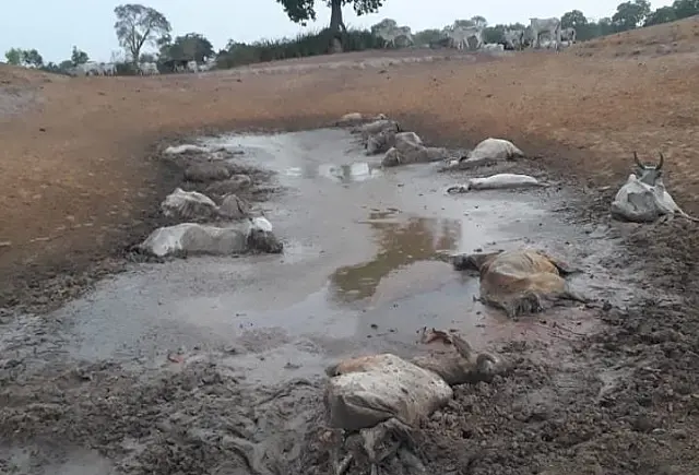 Pecuarista é multado em R$ 118 mil após deixar 236 bois sem alimento