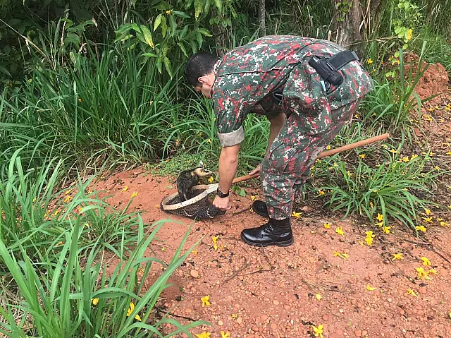 PMA captura gambá em sala de Câmara Municipal
