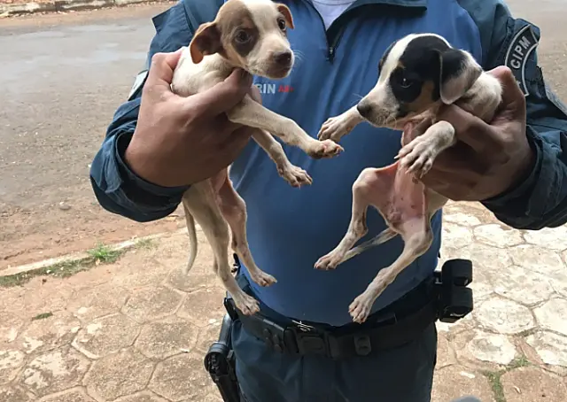 Estudante é autuado após abandonar seis cachorros