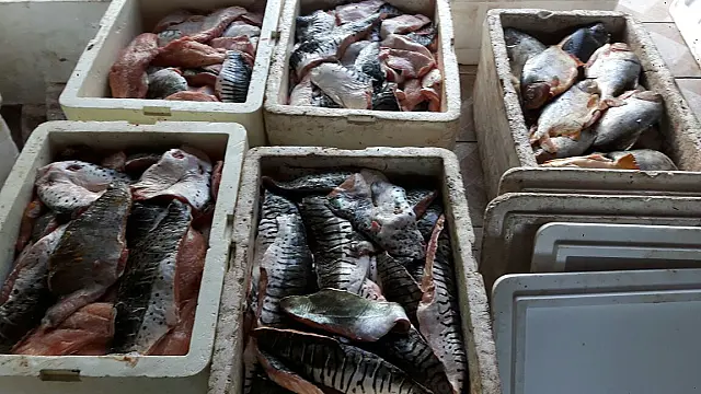 Polícia Militar Ambiental apreende 1.900 kg de pescado e aplica R$ 182 mil em multas