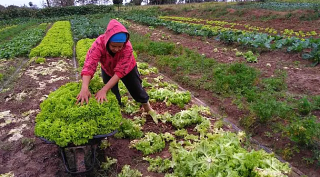 Covid-19: com prorrogação, agricultura familiar ganha fôlego para pagamento do financiamento do crédito rural