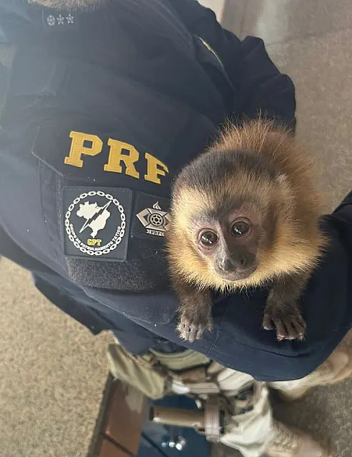PRF flagra animal silvestre sendo traficado em Terenos
