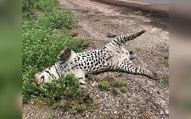 Jaguatirica morta no acostamento revela tamanha imprudência no trânsito pantaneiro