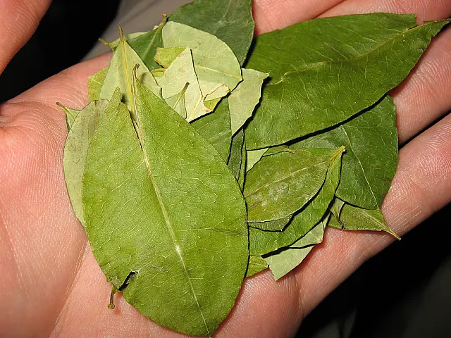 Boliviano é flagrado com folhas de coca e acaba preso em Anastácio