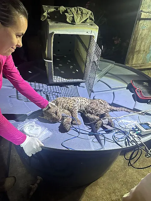 Jaguatirica ferida é resgatada no Jatobazinho, em Corumbá