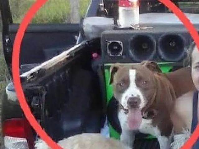 Omissão de pais em caso de pitbull que matou criança será investigada