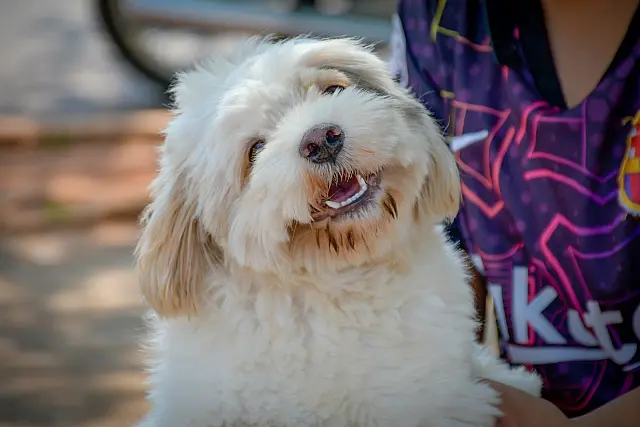 Cadastro Nacional de Animais Domésticos está em fase final de testes