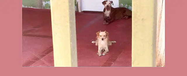 Pitbull de Anastácio que matou Vira-Latas era dócil e obediente, diz responsável pelo animal