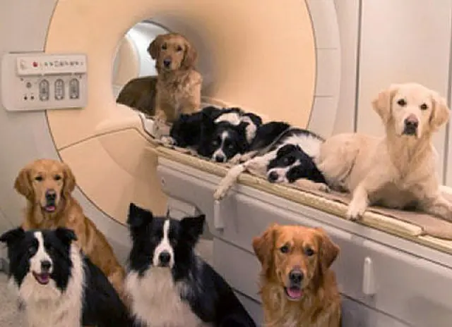 Cachorros reconhecem, pela voz, se o dono está triste ou feliz, afirma pesquisa