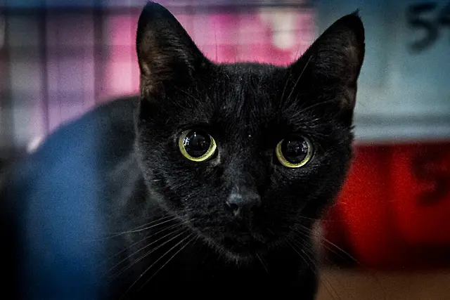 Campanha alerta que maus-tratos contra animais são crime com pena de até 5 anos