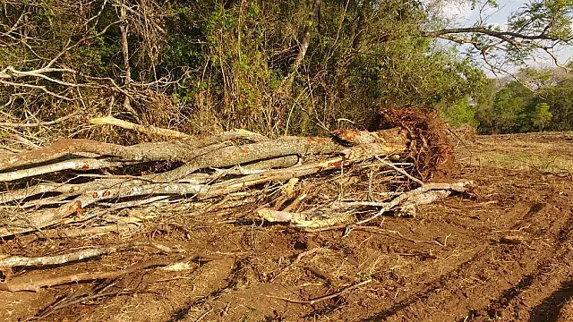 PMA autua agrônomo por derrubada de árvores protegidas por Lei