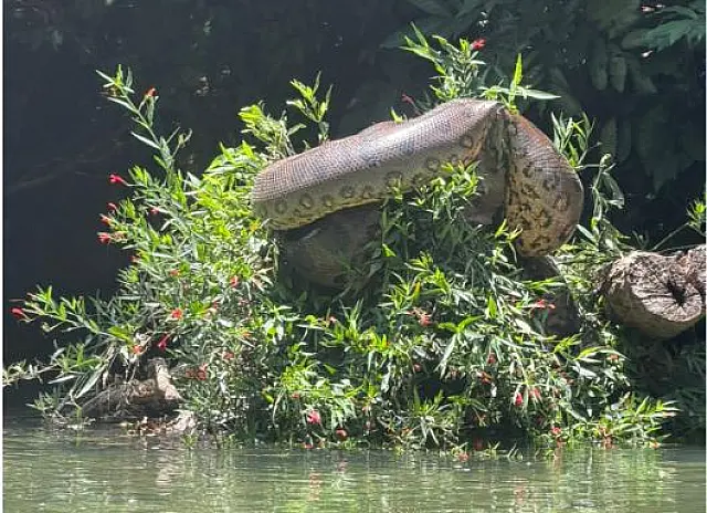 Canoístas de Aquidauana encontram sucuri gigante em treino