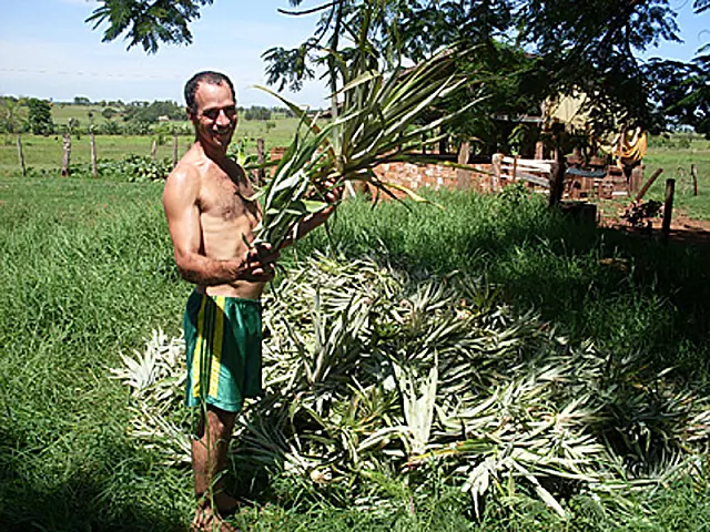 Anastácio promove hoje mais uma edição da Feira da Agricultura Familiar