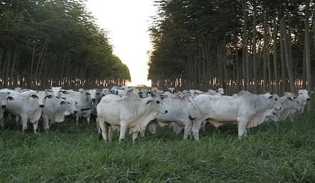Iagro prorroga atualização cadastral e declaração semestral de rebanhos no Estado