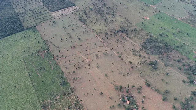 Proprietário é autuado R$ 7,2 mil por desmatamento ilegal em Terenos