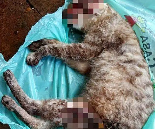 Por 3 minutos, homem tortura gata até a morte