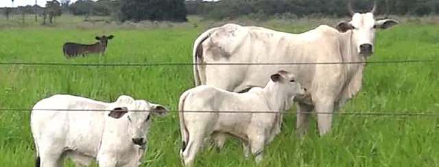 Tecnologia em inseminação artificial na pecuária melhora qualidade na produção de carne
