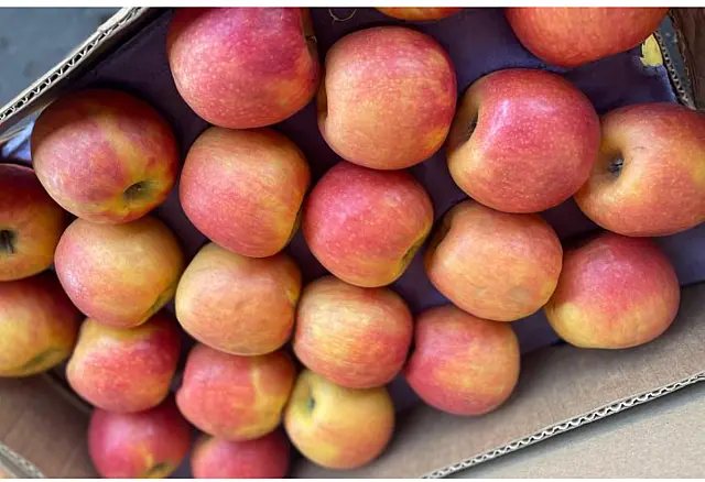 Importação de frutas cresce 105% em MS no ano passado