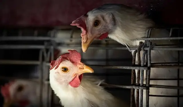 Confirmado primeiro caso de gripe aviária em Goiás