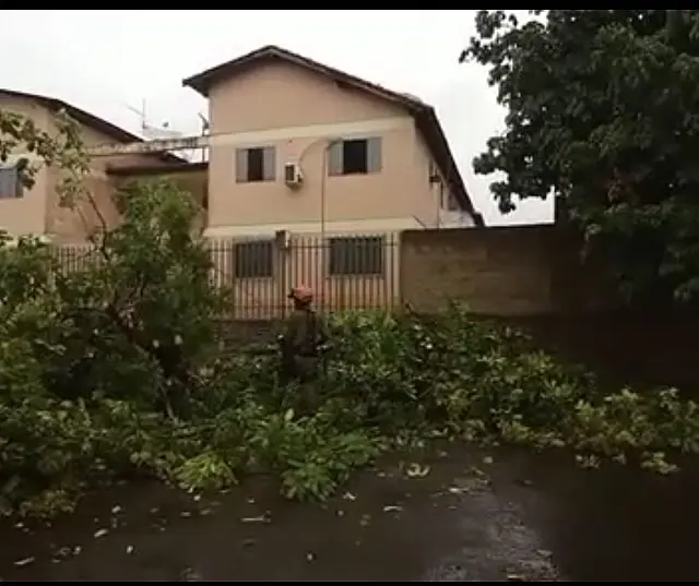 Corumbá registra queda de árvore após chuva e ventania
