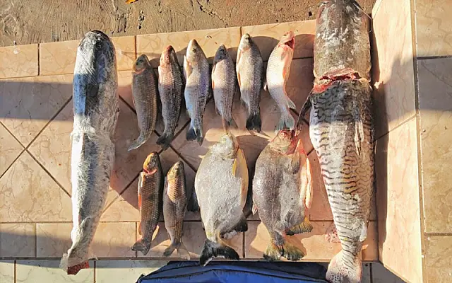 Dupla de paulistas ganha multa de R$ 3,5 mil por 37 kg de pescado ilegal