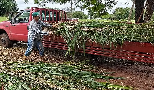 Doação de capiaçu da Agraer eleva produtividade e reduz custos de produtores de MS