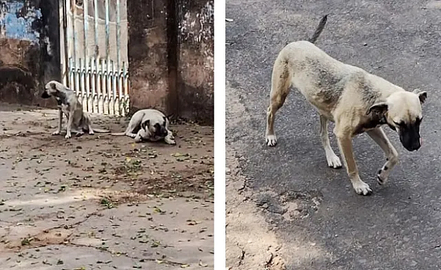 Denúncia: donos mudam de casa e abandonam cachorros em bairro de Aquidauana