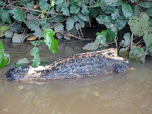 Lamentável! Jacarés encontrados sem rabo em córrego de Aquidauana