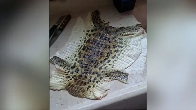 Homem é investigado após postagem de couro de jacaré em rede social