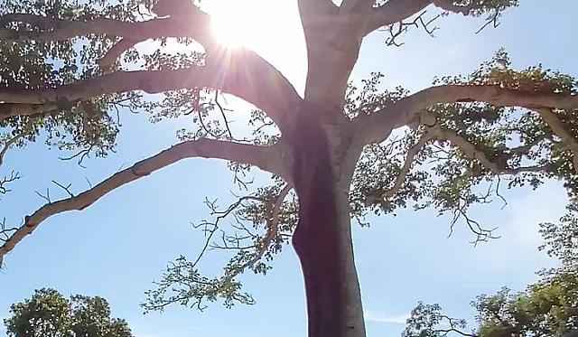 Domingo de tempo de quente em Aquidauana e região com máxima de 36°C