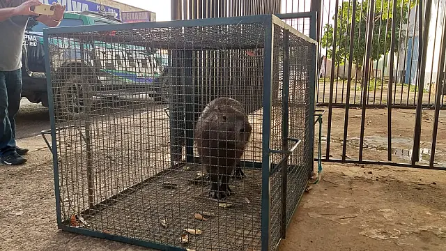 Moradora leva susto ao encontrar capivara na porta de casa