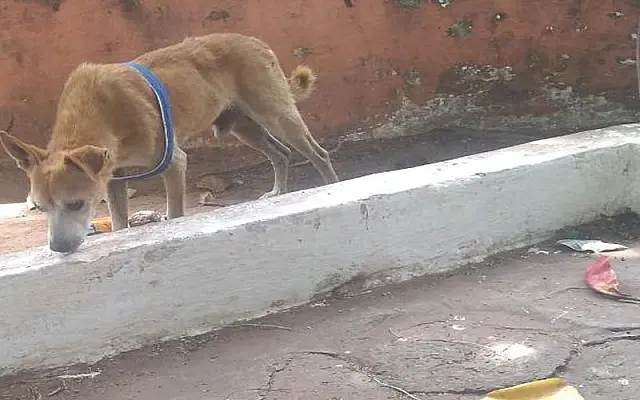 Na região central de Aquidauana, mulher encontra bilhete "estranho" em pescoço de cachorro