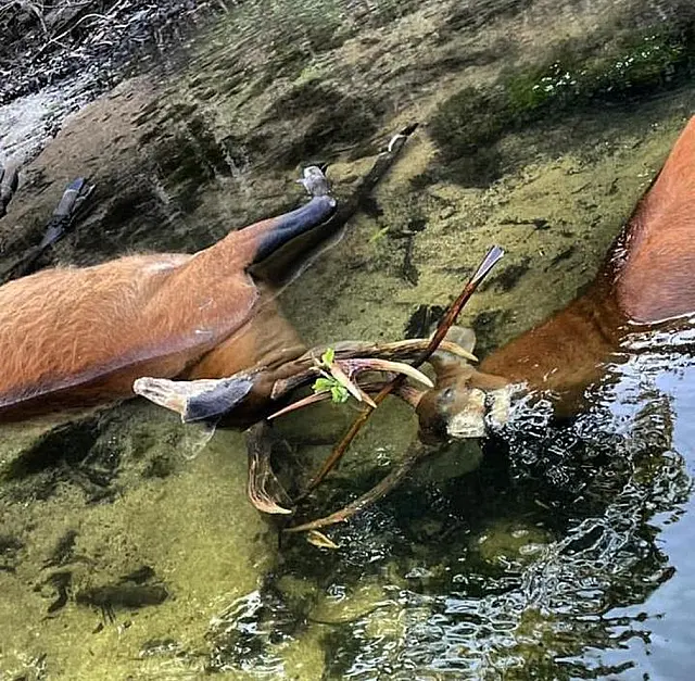 Cervos do Pantanal travam as galhas e morrem afogados