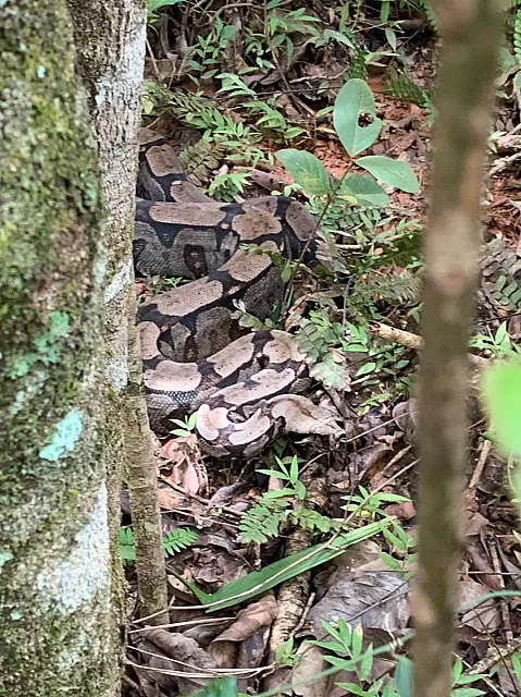 Em Bonito, polícia captura serpente com dois metros de comprimento