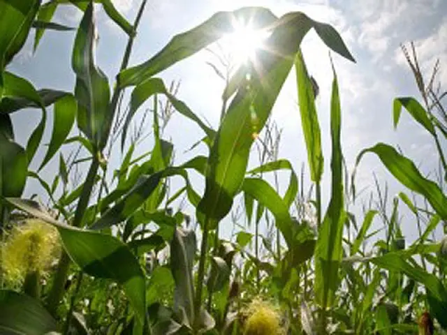 Exportações do agronegócio atingem novo recorde