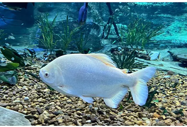 Transferidos de Bonito, peixes podem ser contemplados no Bioparque Pantanal