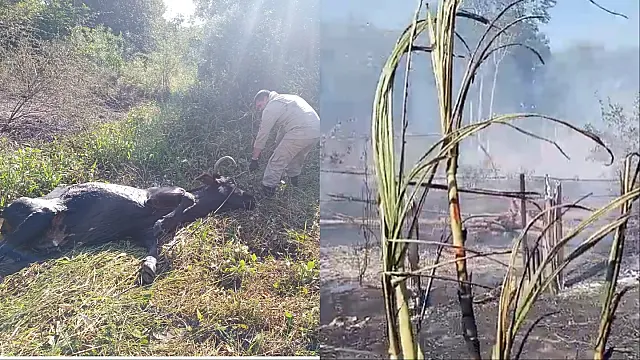 Bombeiros combatem incêndio e resgatam vaca atolada em chácara de Aquidauana