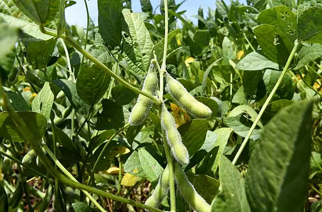 MS deve produzir neste ano mais de 70 milhões de toneladas de produtos agrícolas