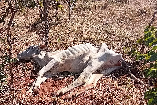 PMA autua fazendeiro que deixou gado sem alimento e água