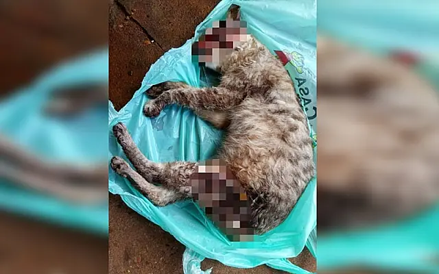 Moradora encontra gata morta em frente de casa