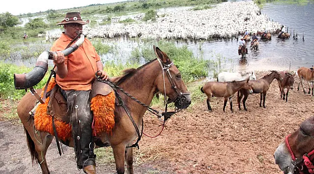 Boi orgânico e pantaneiro são produtos exclusivos da pecuária de MS