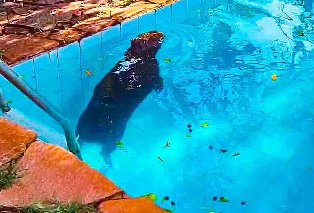 Capivara é resgatada após invadir piscina