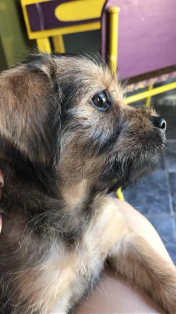 Família procura cão que desapareceu perto da prainha de Anastácio