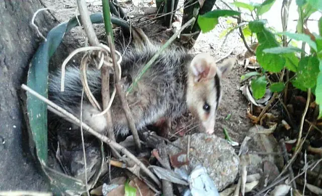 Gambá cai de árvore e é resgatado com patas feridas em MS