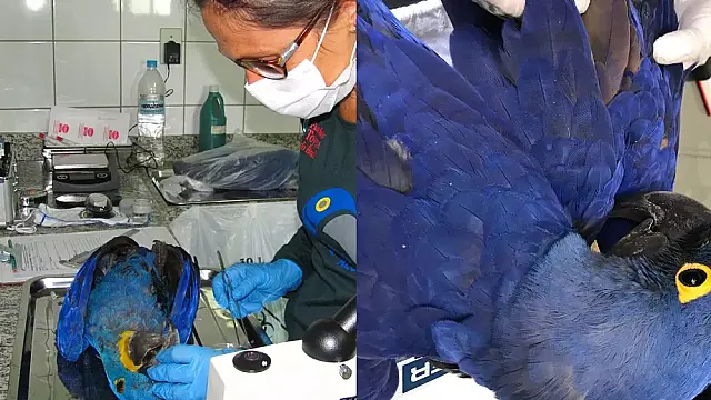 Pesquisa aponta que agrotóxico causou mortes de araras-azuis no Pantanal