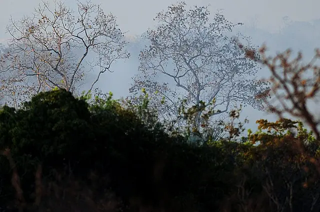 Aviões agrícolas passam a combater incêndios florestais